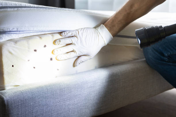 Best Best Pest Control Companies  in Weldon, CA