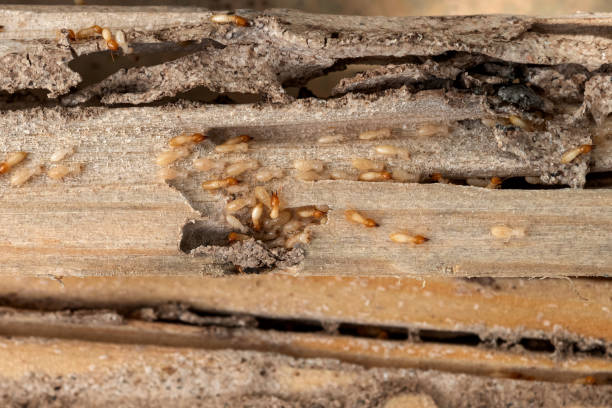 Best Emergency Pest Control  in Weldon, CA